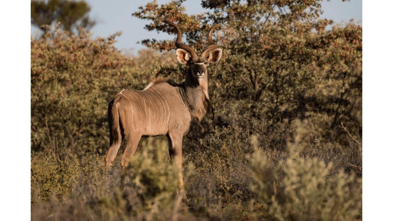 Sandune Game Lodge Gobabis Екстер'єр фото
